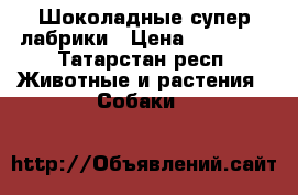 Шоколадные супер лабрики › Цена ­ 18 000 - Татарстан респ. Животные и растения » Собаки   